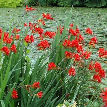 Crocosmia 'Lucifer' - Monbretia