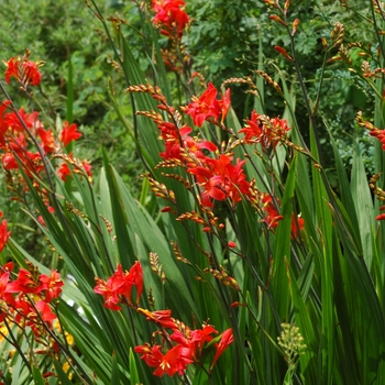 'Walburton Red' Montbretia