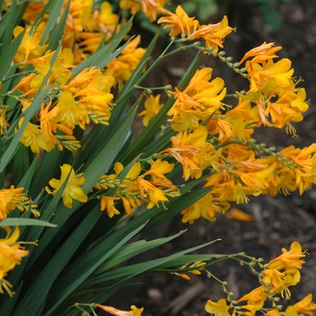 Crocosmia x crocosmiiflora 'Walburton Yellow' - Montbretia