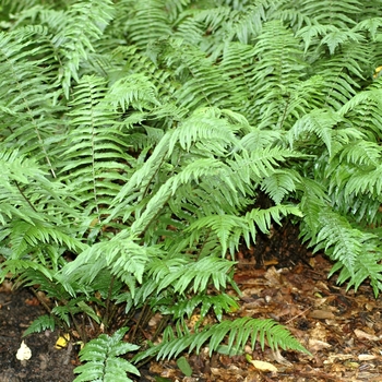 Dryopteris cycadina - Shield Fern