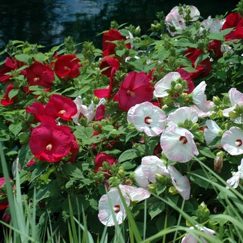 Hibiscus hybrid 'Disco series' - Hibiscus