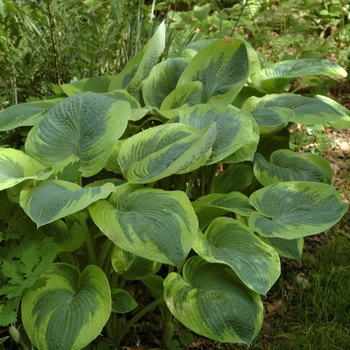 Hosta 'Frances Williams' - Plantain-Lily