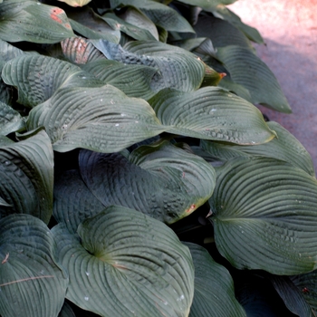 Hosta 'Blue Angel' - Hosta