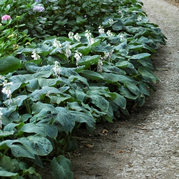Hosta sieboldiana ''Elegans'' (Hosta, Plantain Lily) - Elegans Hosta, Plantain Lily
