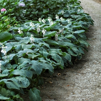 Hosta sieboldiana ''Elegans'' (Hosta, Plantain Lily) - Elegans Hosta, Plantain Lily