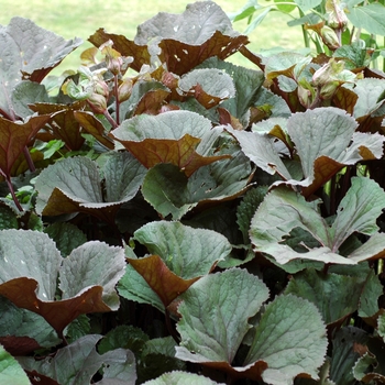 Ligularia dentata ''Othello'' (Big Leaf Ligularia) - Othello Big Leaf Ligularia