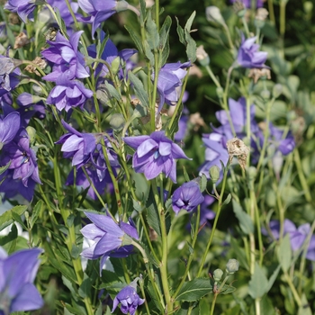 Platycodon grandiflorus ''Hakone Blue'' (Balloon flower) - Hakone Blue Balloon flower