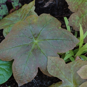 Podophyllum ''Red Panda'' (Mayapple) - Red Panda Mayapple