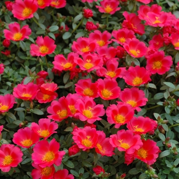 Portulaca oleracea ''Rio Scarlet'' (Purslane) - Rio Scarlet Purslane