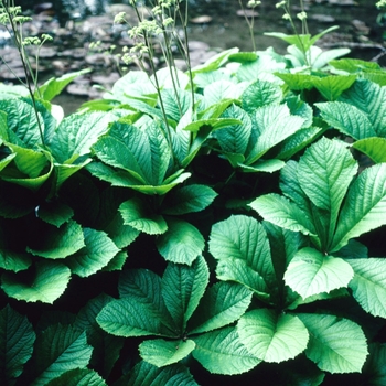 Rodgersia aesculifolia (Fingerleaf Rodgersia) - Fingerleaf Rodgersia