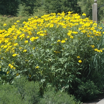 Rudbeckia lacinata ''Herbstsonne'' (Rudbeckia) - Autumn Sun Rudbeckia