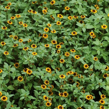 Sanvitalia procumbens ''Mandarin Orange'' (Creeping Zinnia) - Mandarin Orange Creeping Zinnia