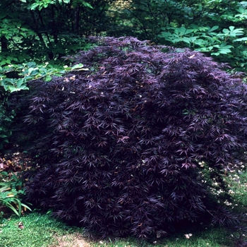 Acer palmatum 'Crimson Queen' - Japanese Maple