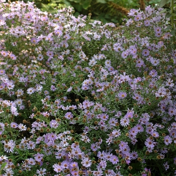 Aster novi-belgii ''Wood''s Blue'' (New York Aster) - Wood''s Blue New York Aster