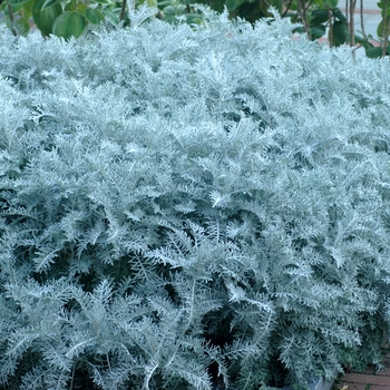 Centaurea cineraria ''Colchester White'' (Dusty Miller) - Colchester White Dusty Miller