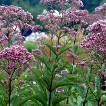 Eupatorium fistulosum ''Atropurpureum'' (Trumpetweed) - Atropurpureum Trumpetweed