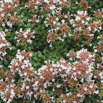 Abelia x chinensis ''Rose Creek'' (Glossy Abelia) - Rose Creek Glossy Abelia