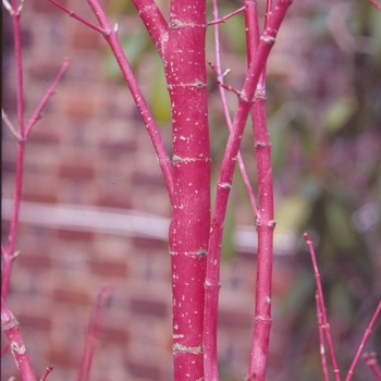 Acer palmatum 'Sango Kaku' - Coral Bark Maple