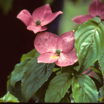 Cornus kousa 'Satomi' - Satomi Kousa Dogwood