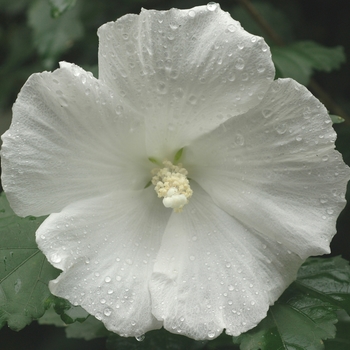 Hibiscus syriacus ''Diana'' (Diana Rose of Sharon) - Diana Diana Rose of Sharon