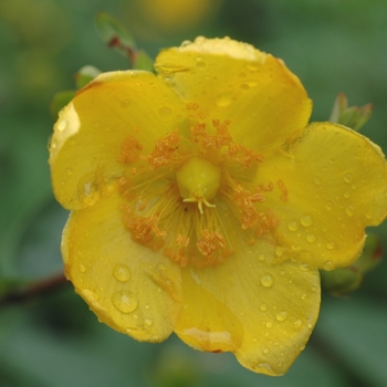 Hypericum ''Hidcote'' (Hidcote St. Johnswort) - Hidcote Hidcote St. Johnswort