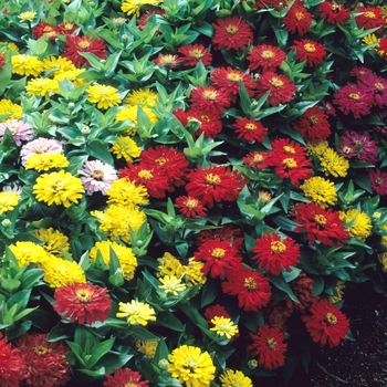 Zinnia elegans - Dreamland™ Mix