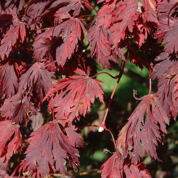 Acer japonicum (Fullmoon Maple) - Fullmoon Maple