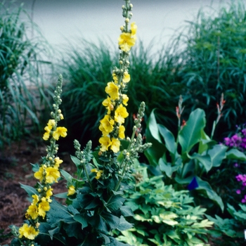 Verbascum ''Banana Custard'' (Mullein) - Banana Custard Mullein