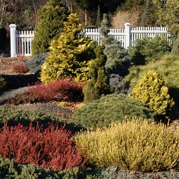 Chamaecyparis obtusa 'Aurea' - Golden Hinoki False Cypress