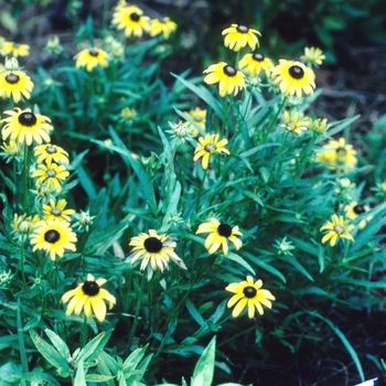 Rudbeckia fulgida var. speciosa ''Viette''s Little Suzy'' (Black-eyed Susan) - Viette''s Little Suzy Black-eyed Susan