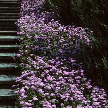 Ageratum houstonianum - Blue Mist Flower