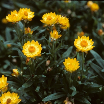 Bracteantha bracteata 'Sundaze Golden Yellow' - Strawflower Sundaze®