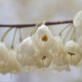 Halesia carolina (tetraptera) (Carolina Silverbell) - Carolina Silverbell