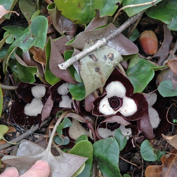 Asarum maximum 'Ling Ling' - Ginger