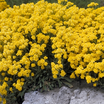 Aurinia saxatilis - Basket of Gold