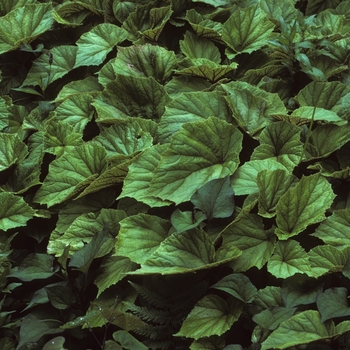 Begonia grandis - Hardy Begonia