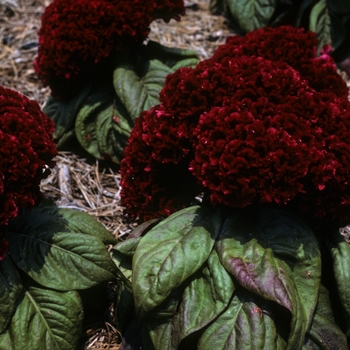 Celosia argentea var. cristata ''Jewel Box Red'' (Cockscomb) - Jewel Box Red Cockscomb