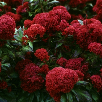 Celosia argentea var. cristata 'Prestige Scarlet' - Cockscomb