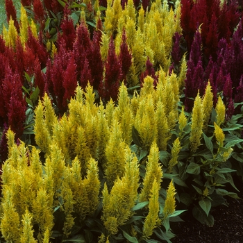 Celosia argentea var. plumosa 'Castle series' - Feather Cockscomb