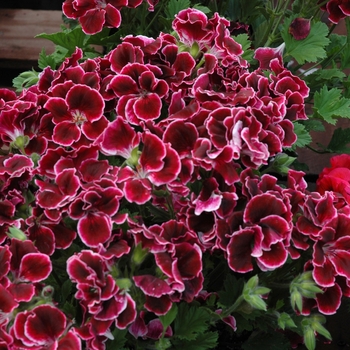 Pelargonium x domesticum ''Maiden Iced Wine'' (Regal Geranium) - Maiden Iced Wine Regal Geranium