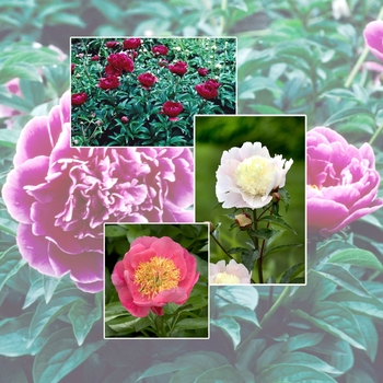 Paeonia ''Multiple Varieties'' (Peony) - Multiple Varieties Peony