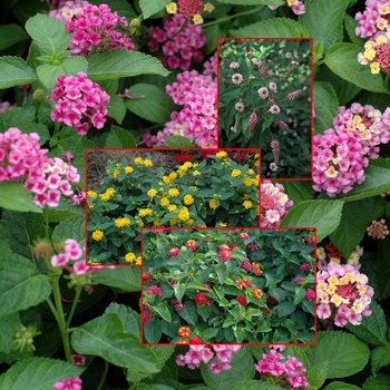 Lantana (Assorted Lantana) - Assorted Lantana