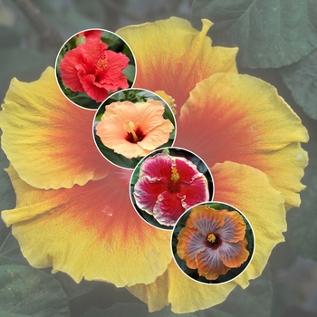 Multiple Varieties - Hibiscus - Tropical