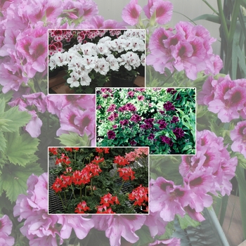 Multiple Varieties - Geranium