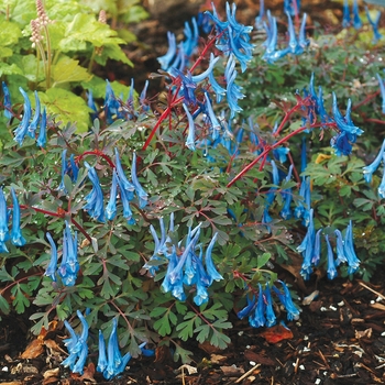 Corydalis curviflora var. rosthornii 'Blue Heron' - Fumewort