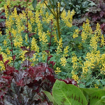 Corydalis 'Canary Feathers' - Fumewort