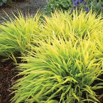 Hakonechloa macra 'All Gold' - Japenese Forest Grass