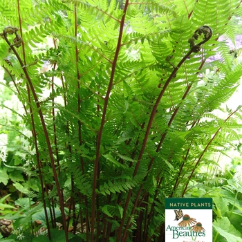 Athyrium filix-femina 'Lady in Red' - Red Lady Fern