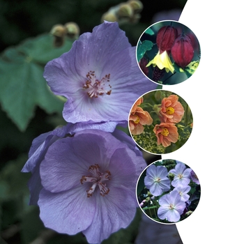 Abutilon Multiple Varieties (Flowering Maple) - Flowering Maple