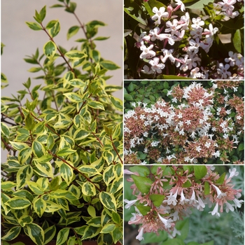 Abelia - Assorted Abelia